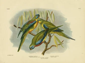 Perico de Hombros Castaños, 1891